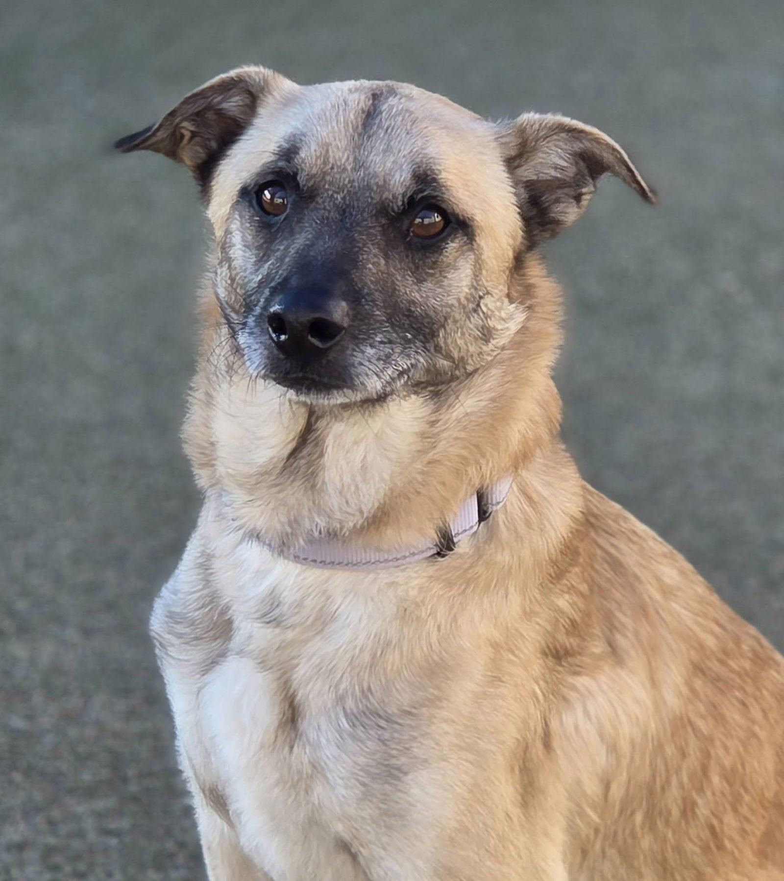 MAXWELL, A SMALL SHEPHERD MIX ADULT - Belgian Shepherd Tervuren available for adoption
