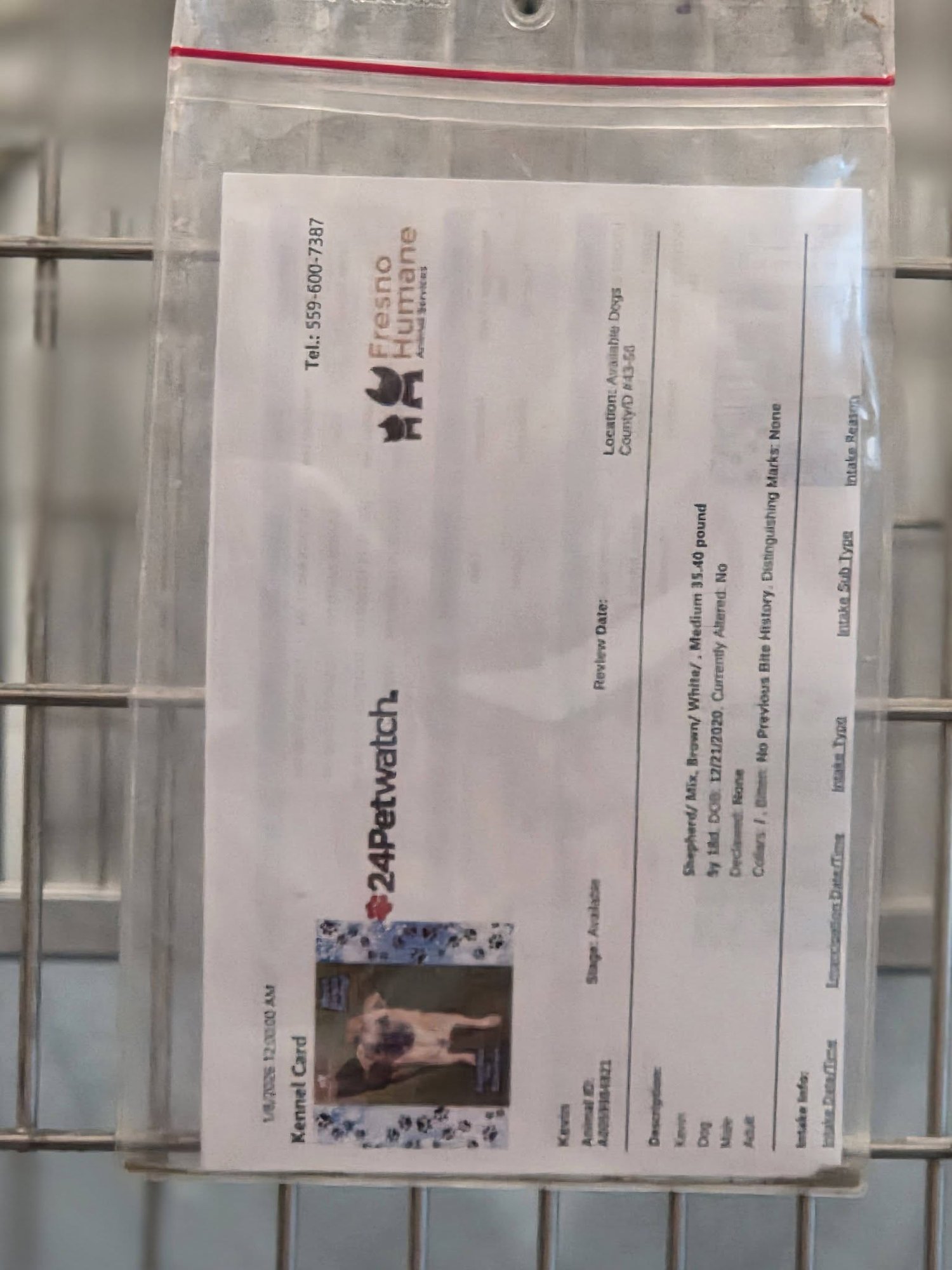 Maxwell, a small shepherd mix adult - Photo 3