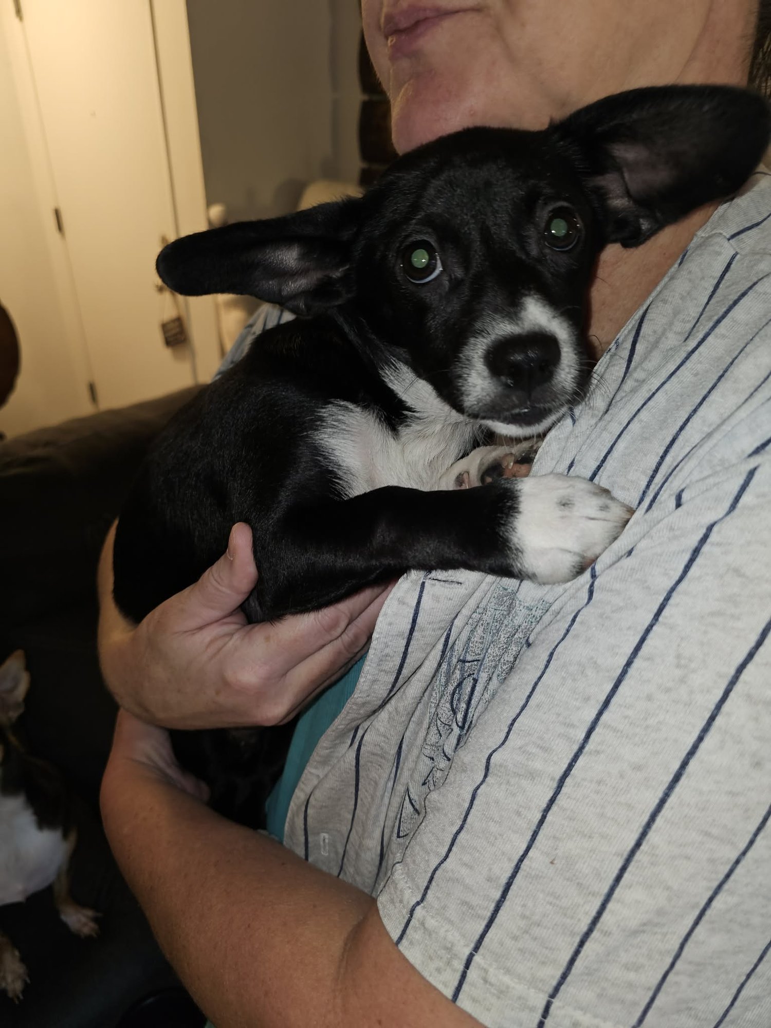MIMI, A DACHSHUND-PAPILLON MIX PUPPY - Dachshund / Terrier available for adoption