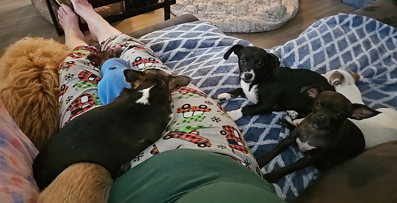 Mimi, A Dachshund-Papillon Mix puppy - Photo 3