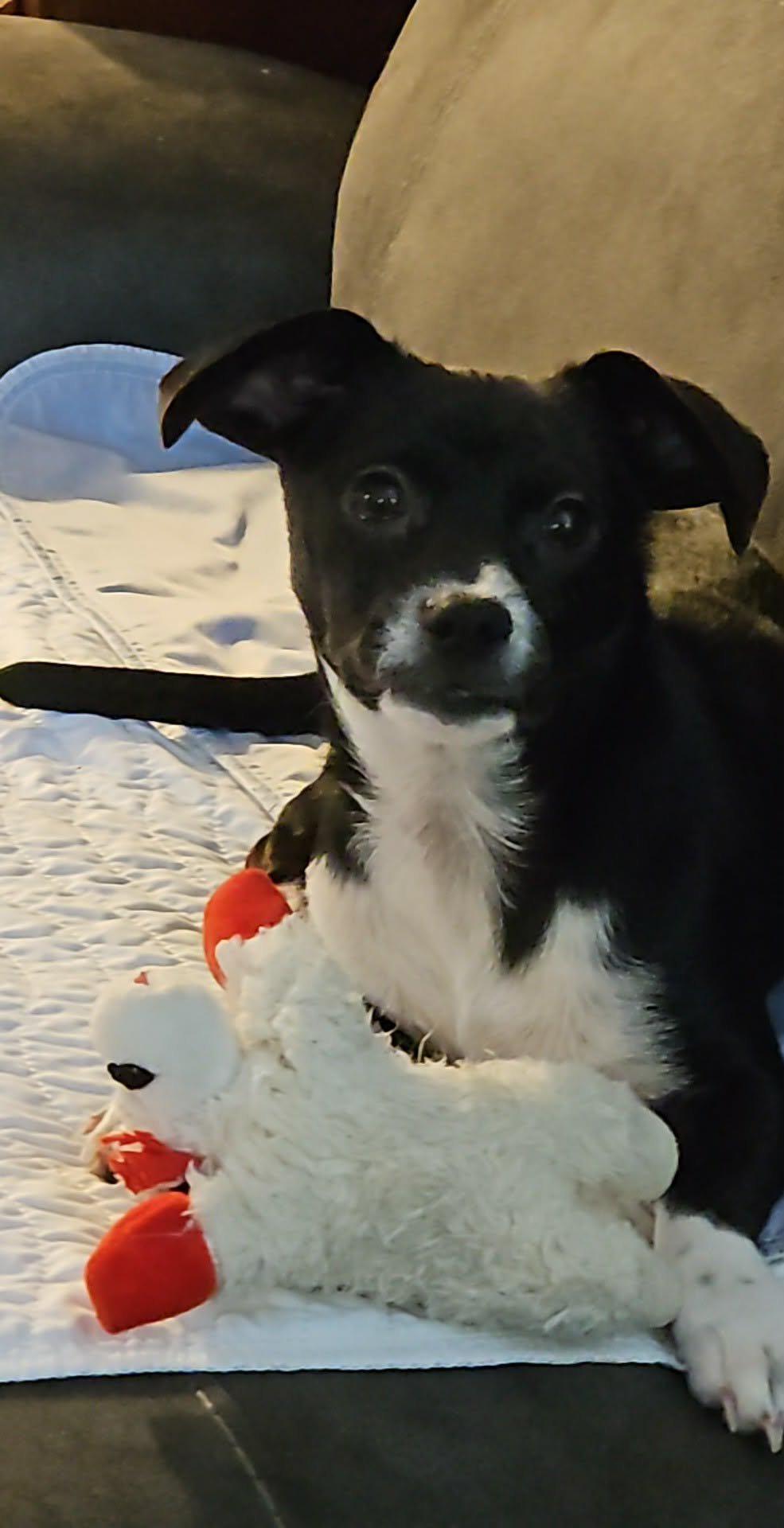 Mimi, A Dachshund-Papillon Mix puppy - Photo 4