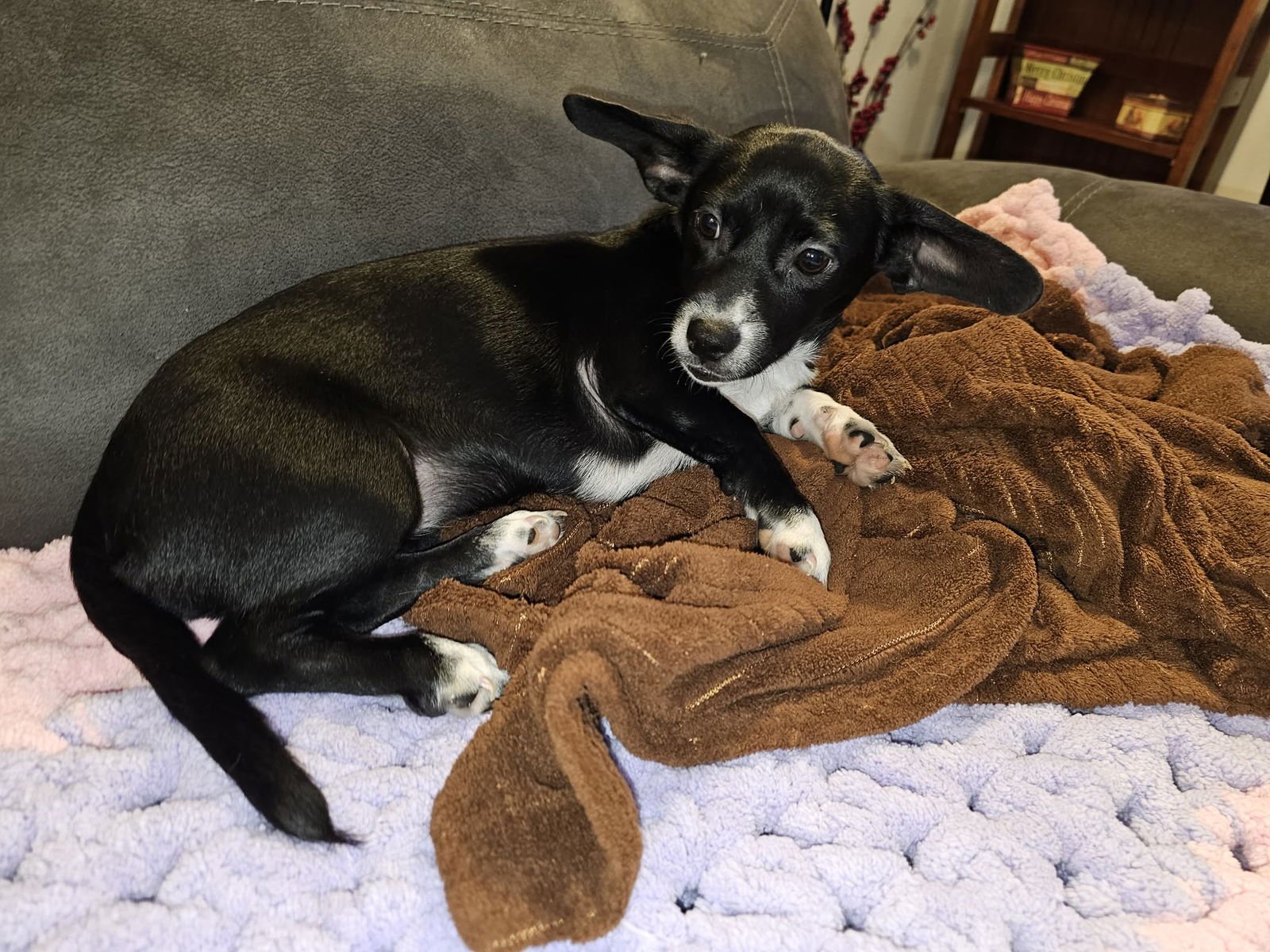 Mimi, A Dachshund-Papillon Mix puppy - Photo 5