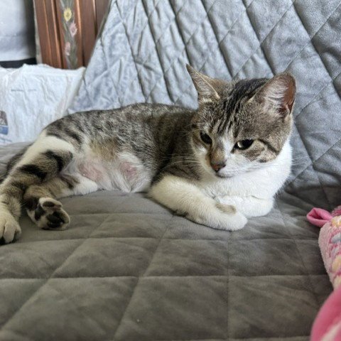 EDNA - Domestic Short Hair for adoption in San Jose