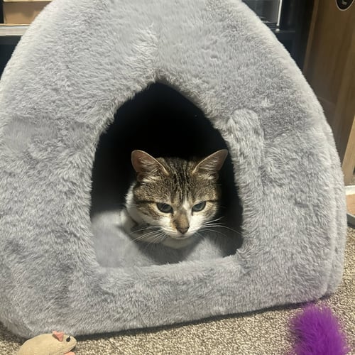 EDNA - Domestic Short Hair available for adoption