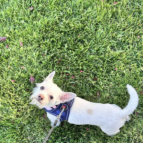 XENA - Terrier available for adoption