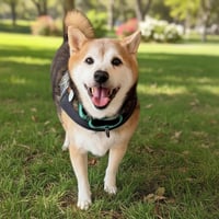 Kuma - Photo 1