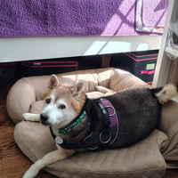 Kuma - Photo 4