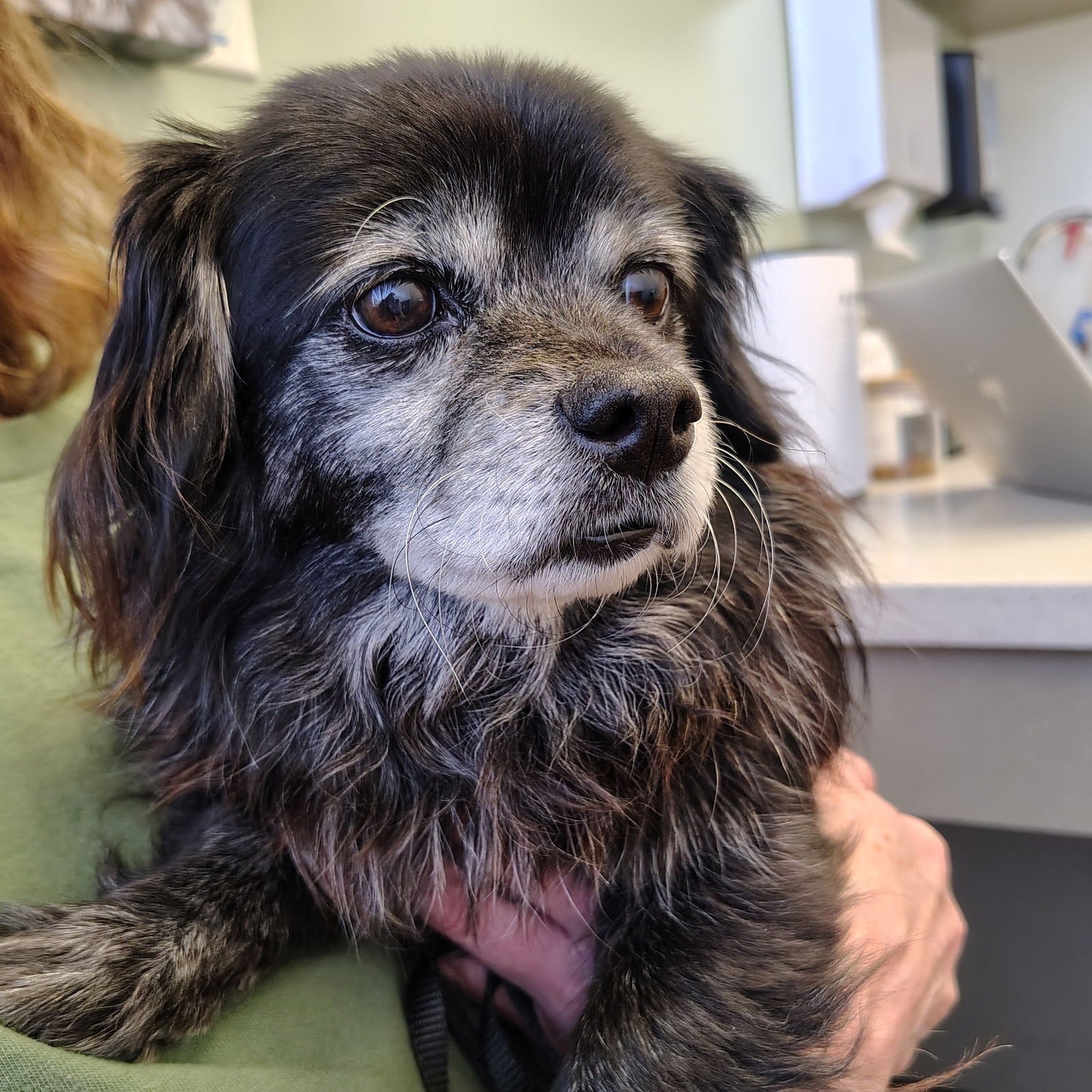 MILO - Chihuahua available for adoption