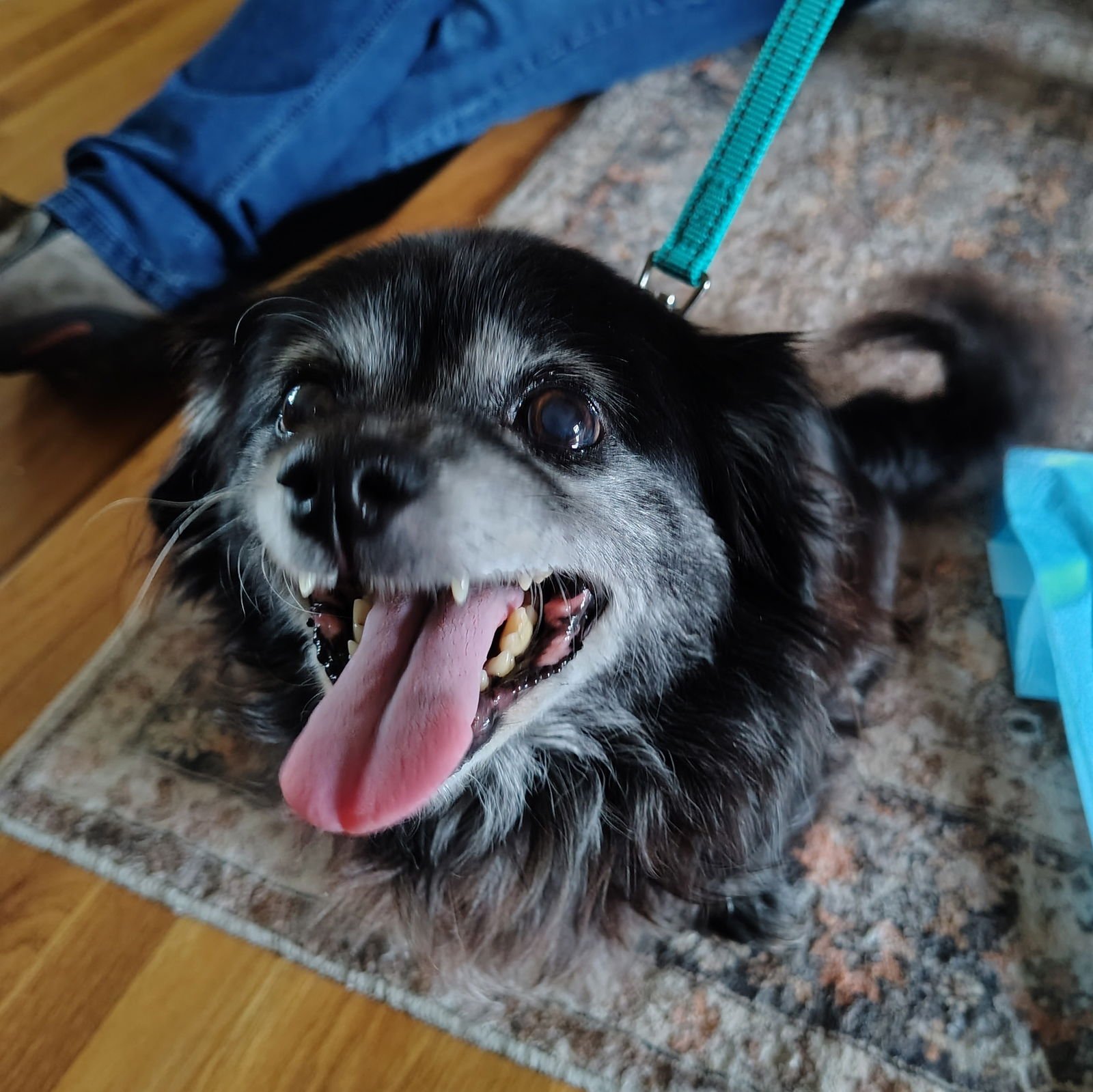 MILO - Chihuahua available for adoption