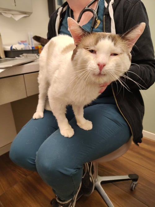 MISTER - Snowshoe / Siamese for adoption in Santa Clara