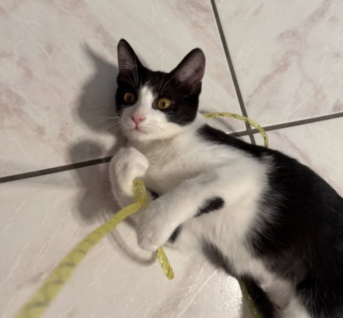 MEI LEE - Domestic Short Hair available for adoption