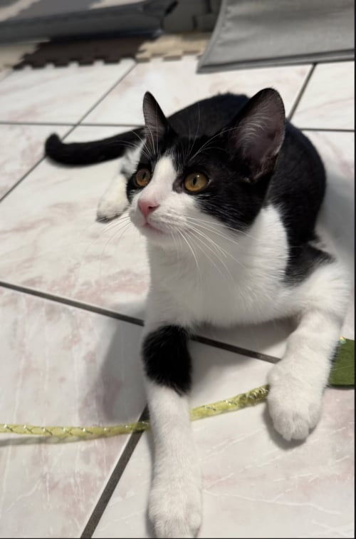 MEI LEE - Domestic Short Hair for adoption in San Jose