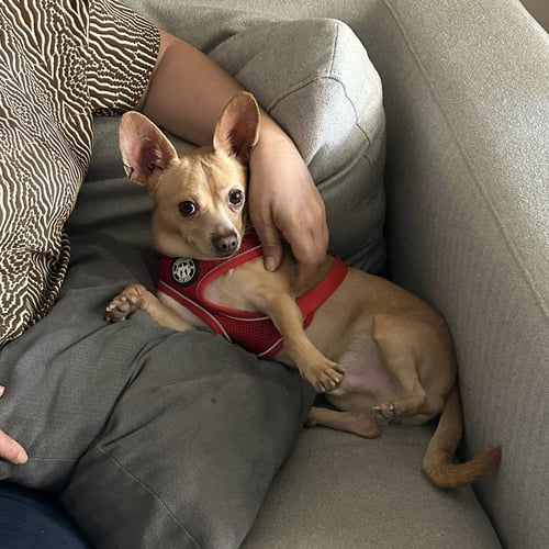 SIMON - Chihuahua available for adoption