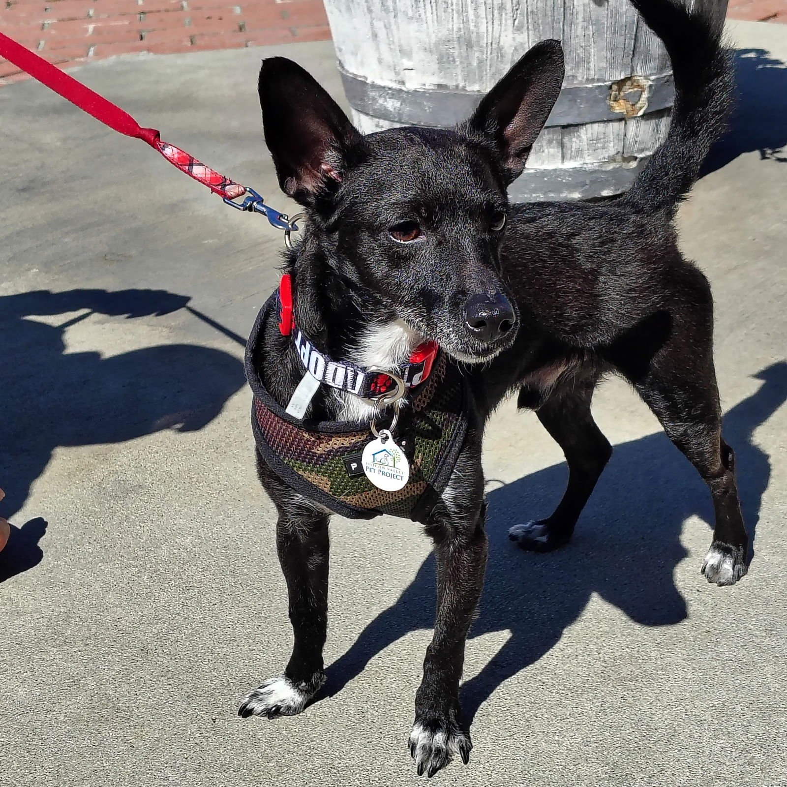 CLIFFORD - Chihuahua for adoption in Santa Clara