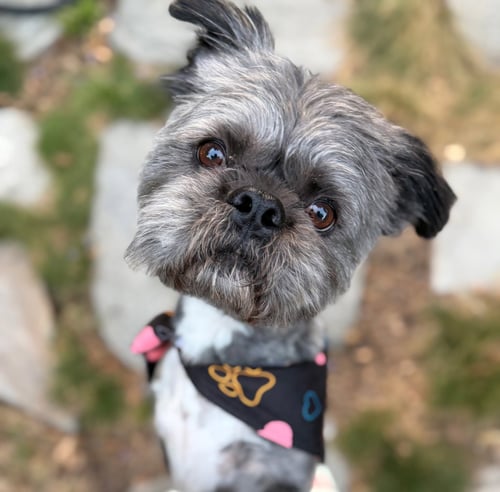 HICCUP - Shih Tzu / French Bulldog for adoption in San Jose