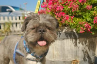 Hiccup - Photo 8