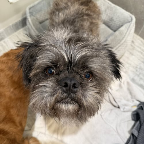 HICCUP - Shih Tzu / French Bulldog available for adoption