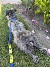 Hiccup - Photo 7
