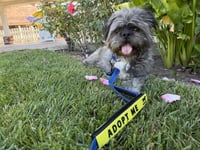 Hiccup - Photo 6