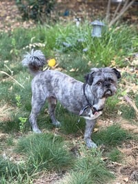 Hiccup - Photo 4