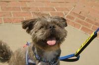 Hiccup - Photo 9