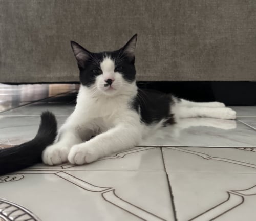BAYMAX - Domestic Short Hair for adoption in San Jose