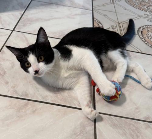 BAYMAX - Domestic Short Hair available for adoption