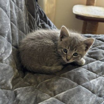 VIOLET - Domestic Medium Hair for adoption in San Jose