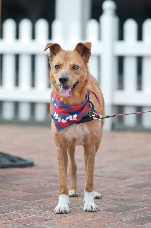 WALTER - Unknown available for adoption
