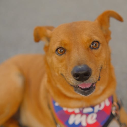 WALTER - Unknown for adoption in San Jose