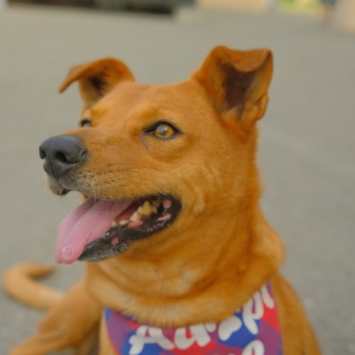 WALTER - Unknown available for adoption