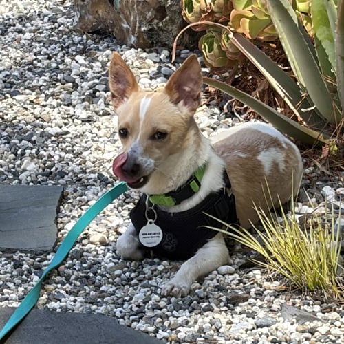 CARLOS - Chihuahua available for adoption