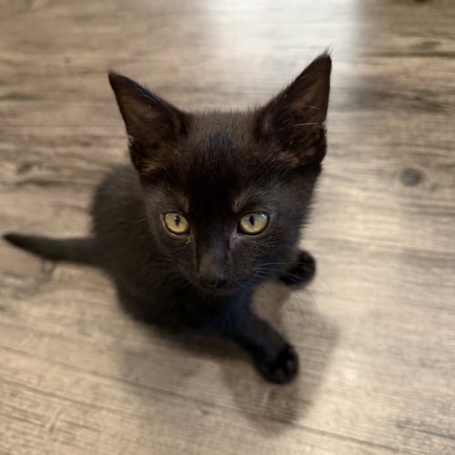 LUA - Domestic Short Hair for adoption in Santa Clara
