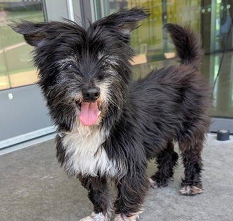 Toto Image