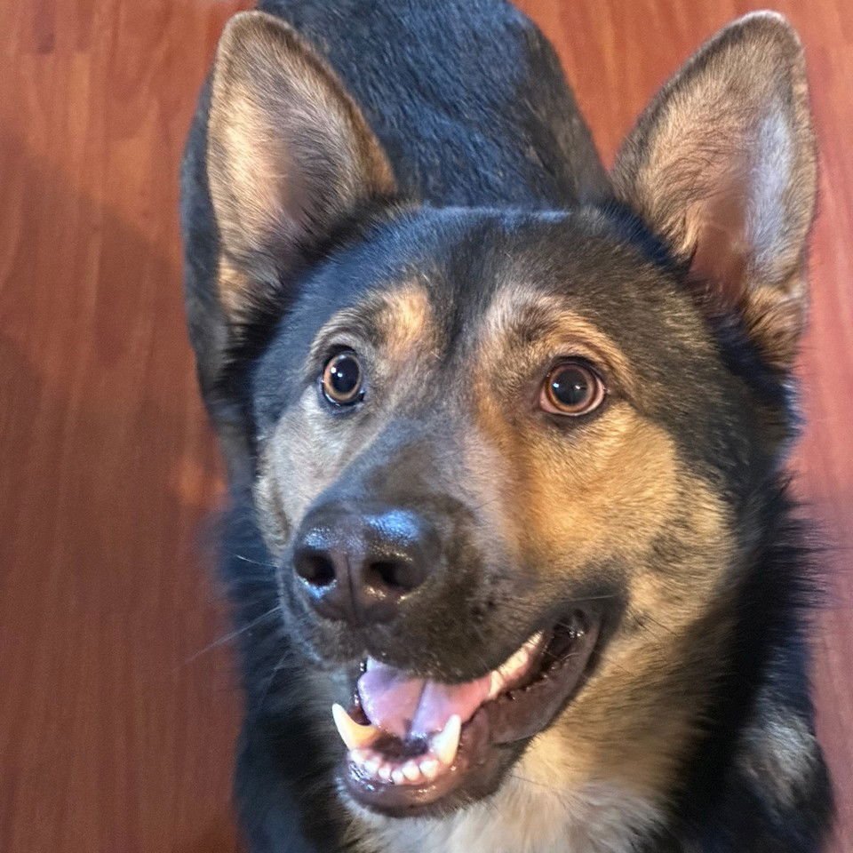 BALOO - German Shepherd Dog for adoption in Santa Clara