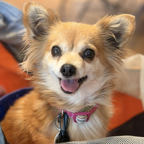 PRINCESS BUTTERCUP - Pomeranian / Chihuahua for adoption in Santa Clara