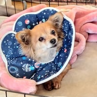 Princess Buttercup - Photo 3