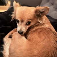 Princess Buttercup - Photo 4