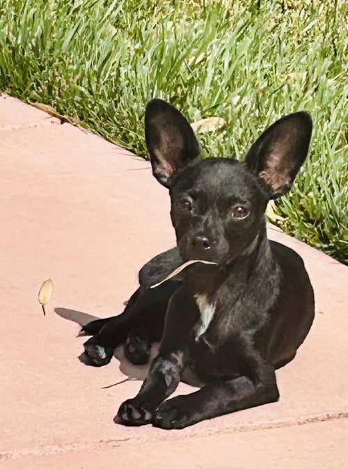 SMIDGE - Chihuahua / Dachshund available for adoption