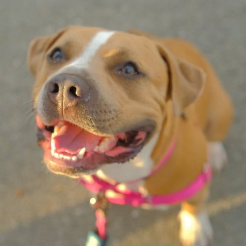 NILLA - American Pit Bull Terrier available for adoption