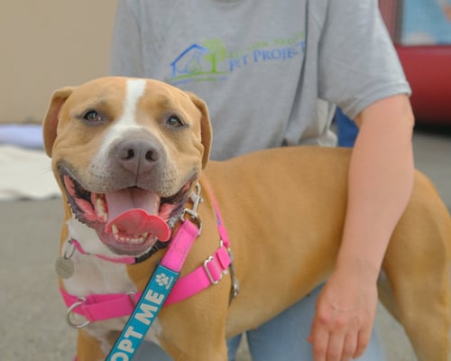 NILLA - American Pit Bull Terrier for adoption in San Jose