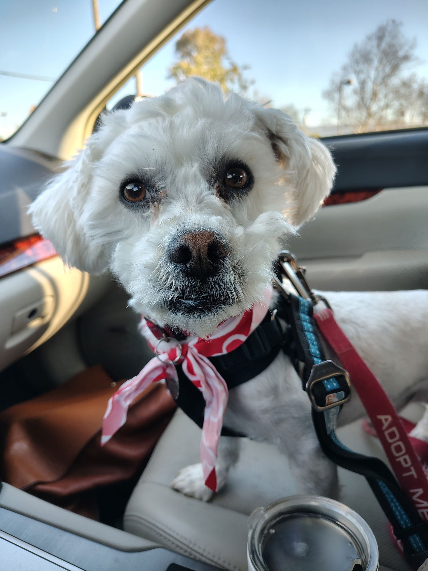 WALLY - Poodle (Miniature) available for adoption