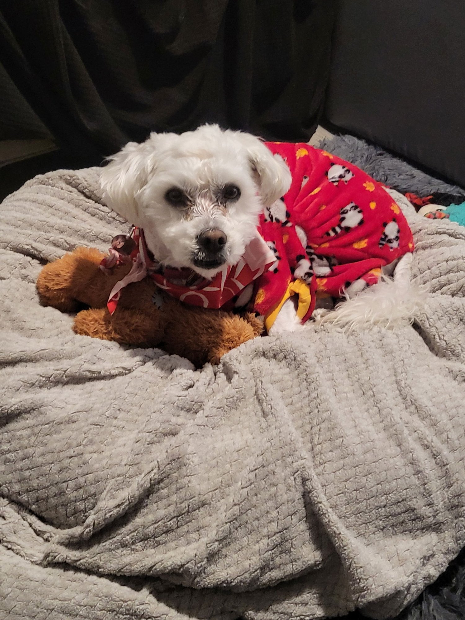 WALLY - Poodle (Miniature) available for adoption