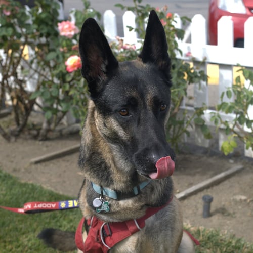 MILO - German Shepherd Dog / Belgian Shepherd Malinois available for adoption