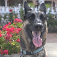 Milo - Photo 1