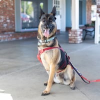 Milo - Photo 3