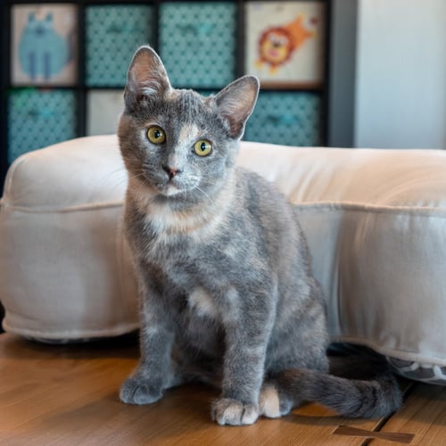 LIV - Dilute Tortoiseshell / Domestic Short Hair for adoption in San Jose