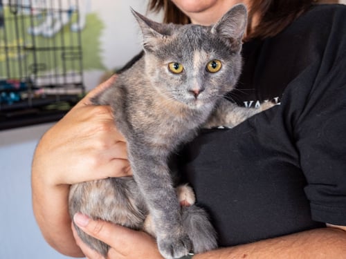LIV - Dilute Tortoiseshell / Domestic Short Hair available for adoption