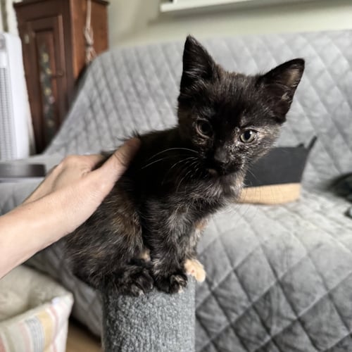 CHAI - Domestic Short Hair for adoption in San Jose