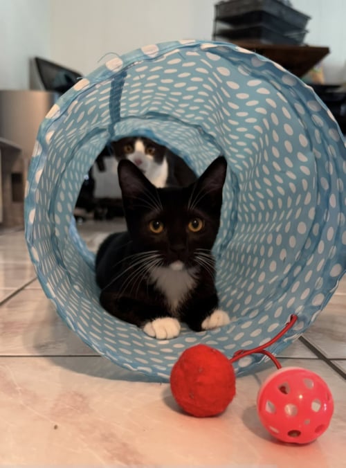 RAYA - Domestic Short Hair for adoption in San Jose
